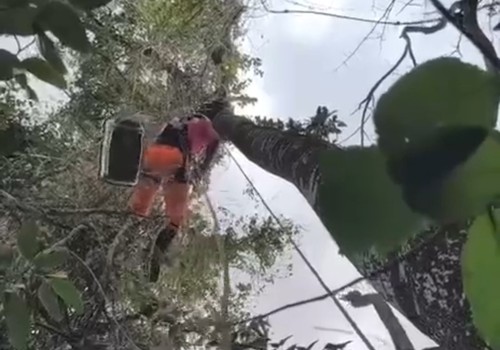 Bombeiro escala árvore gigante para resgatar gatinho que subiu e não conseguia descer