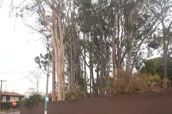 Moradores se sentem ameaçados com eucaliptos no perímetro urbano e pedem providências
