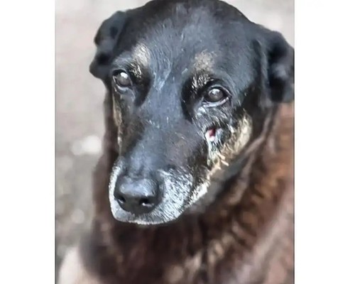 Caso Orelha: o que se sabe até agora sobre a morte do cão em SC