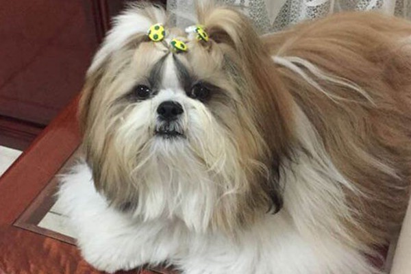 Família está desesperada em busca de cãozinho da raça shitzu em Patos de Minas 