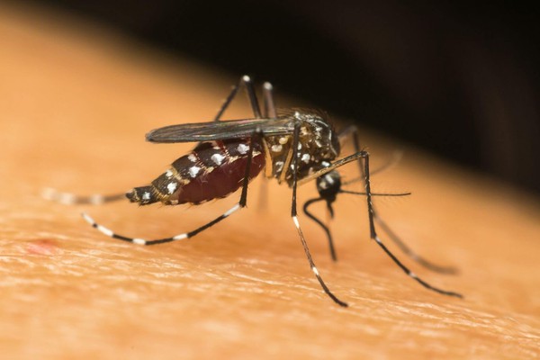 Prefeitura de Patos de Minas confirma mais 713 casos positivos de dengue