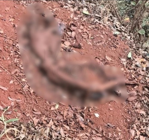 Ossada humana é encontrada às margens da BR-354, próximo ao distrito de Chaves, em Rio Paranaíba