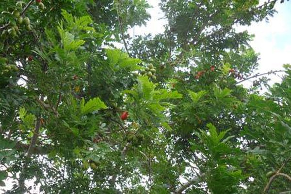 Moradores de Areado cultivam frutas para compartilharem e servem de exemplo
