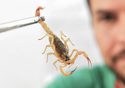 Crianças são mais vulneráveis a envenenamento por picada de escorpião