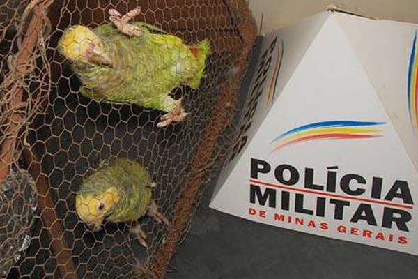 Polícia de Meio Ambiente apreende papagaios e munições em Matutina