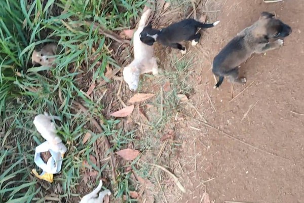 Mais uma ninhada de cães é abandonada e morador busca famílias para adoção