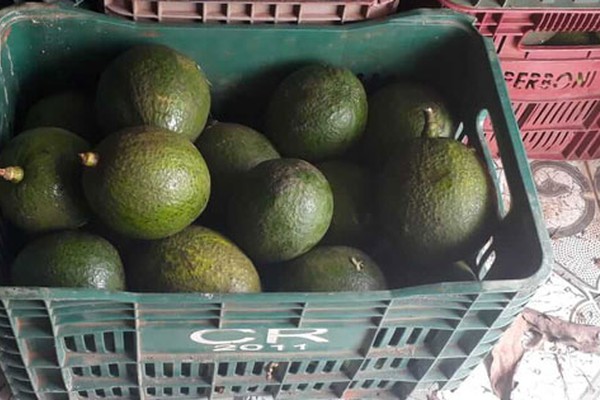 Polícia Militar prende autor de furto e apreende 55 caixas de abacate em Guarda dos Ferreiros