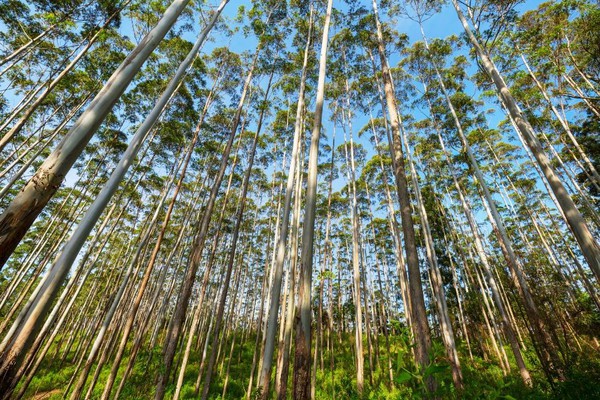 Empresários são condenados a pagar R$100 mil além de ressarcir safra de eucaliptos perdida por uso de agrotóxico em Coromandel