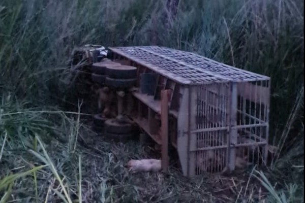 Acidente com caminhão de suínos deixa 24 animais mortos na MGC 354, em Patos de Minas