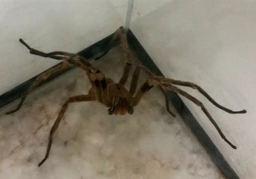 Picadas de aranhas são segunda causa de envenenamento no país