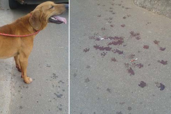 Policiais flagram cão já com as patas ensanguentadas sendo puxado por veículo na São Geraldo