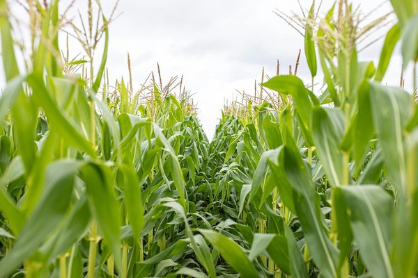 Agricultores serão indenizados em mais de R$ 2 milhões por receberem sementes suscetíveis a praga