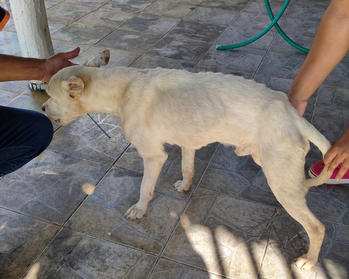 Pitbull resgatado bastante debilitado morre durante tentativa de reabilitação