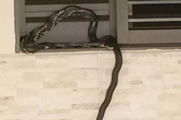Moradores do bairro Copacabana reclamam de sujeira e invasão de cobras