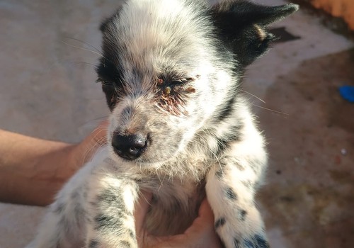 PC resgata filhote de cachorro abandonado e abre inquérito em Tiros