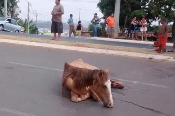 Mulher fica gravemente ferida ao ser surpreendida por égua na Avenida Marabá