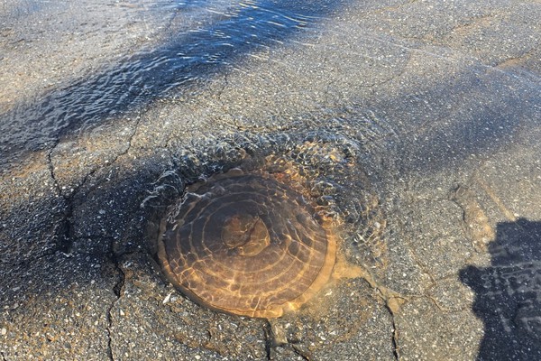 Desperdício! Água limpinha jorra há cerca de uma semana em rua de Patos de Minas