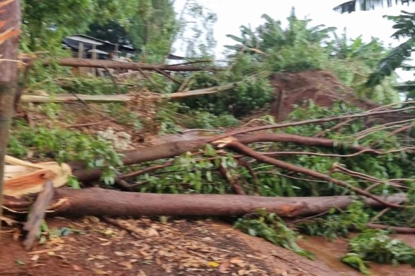 Temporal derruba árvores, danifica plantações e causa estragos na zona rural de Patos de Minas