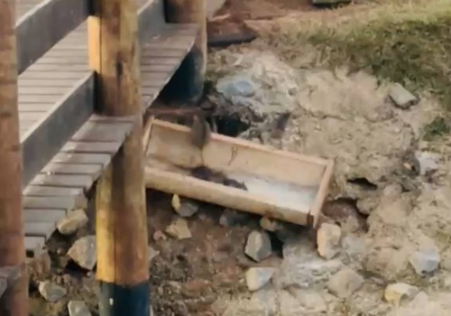 Morador flagra infestação de ratos em lagoa que é cartão postal de Presidente Olegário