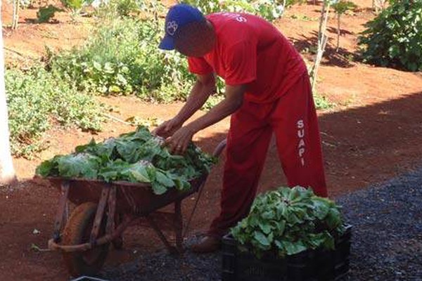 Detentos cultivam horta no Presídio Sebastião Satiro e alimentam pessoas carentes