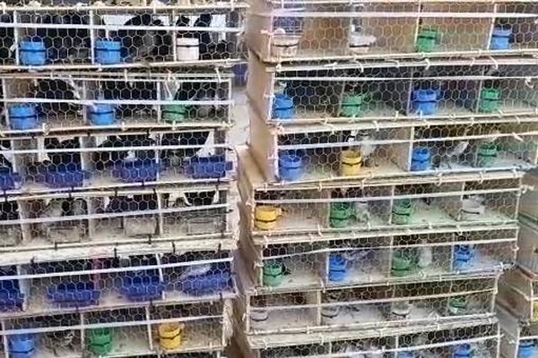 PRF prende suspeitos de tráfico de animais com centenas de pássaros em compartimentos minúsculos