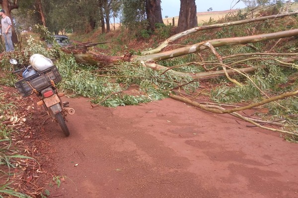 Temporal interdita estrada, derruba árvores e leva pânico a moradores da zona rural