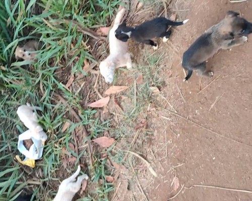 Mais uma ninhada de cães é abandonada e morador busca famílias para adoção
