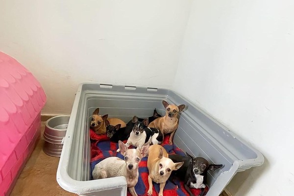 Prefeitura recolhe mais de 40 cães de canil clandestino e multa proprietário em R$ 8 mil