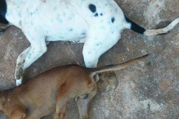 Mais dois cachorros são encontrados mortos na manhã desta quinta-feira em Rio Paranaíba
