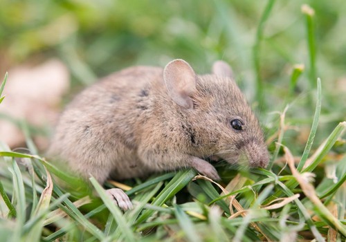 Município de Guimarânia deve indenizar família de servidor morto por hantavírus em mais de R$ 50 mil e pagamento de pensão