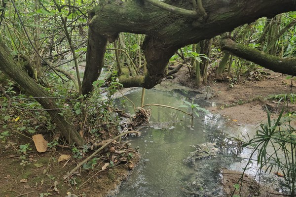 Rio de esgoto escorre em meio a área de preservação ao lado do Fórum de Patos de Minas