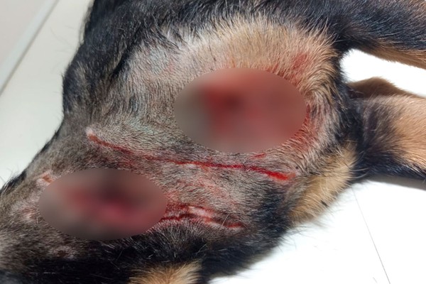 Mulher luta com pitbull que ficou solto durante ação policial para salvar cãozinho de estimação