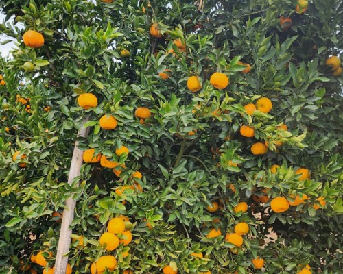 Produtores e instituições se unem para barrar doença que ameaça lavouras de laranja na região