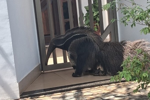 Tamanduá-bandeira caminha pelas ruas de bairro de Patos de Minas e surpreende moradores