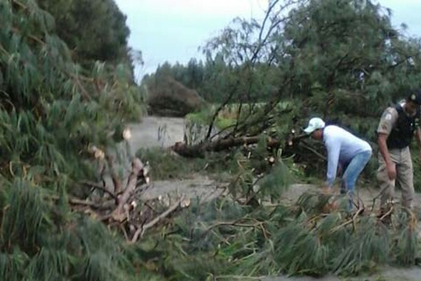 Temporal derruba cerca de 15 árvores e interdita rodovia de acesso ao distrito de Areado