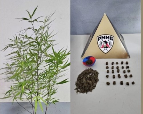 Após denúncia, homem com várias passagens é preso com drogas e pé de maconha no Centro