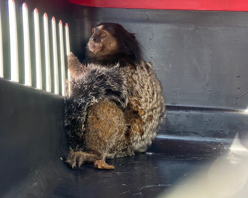 Mico fica desacordado após choque elétrico e é resgatado pelo Corpo de Bombeiros em Patos de Minas