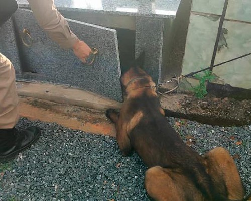 Cão farejador encontra droga escondida em túmulo e casal é preso por tráfico em Varjão de Minas