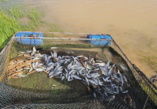 Pescador profissional é preso por captura ilegal de peixes durante a piracema em Abadia dos Dourados