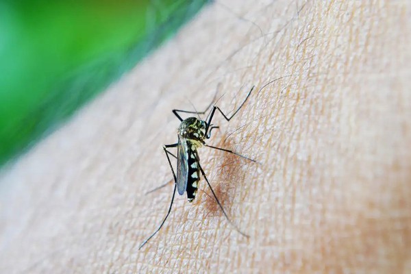 Primeira morte por dengue em 2026 é confirmada em Patos de Minas; vítima tinha 49 anos