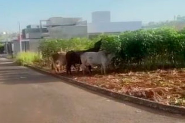 Moradores reclamam de vacas soltas nas ruas do bairro Campos Elísios e cobram providências