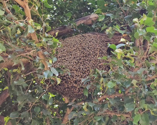Enxame de abelhas instalado há meses no centro da cidade ataca e coloca em risco a vida de pessoas