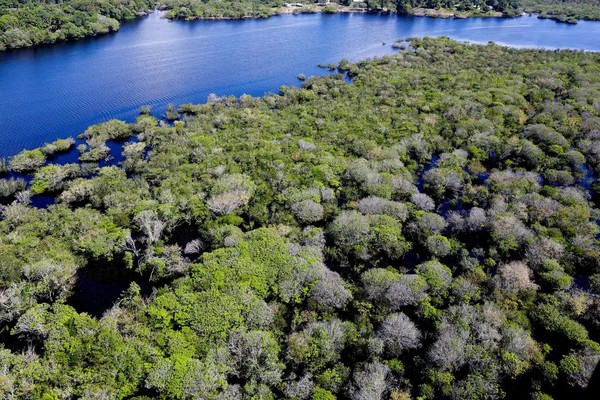 Alertas de desmatamento na Amazônia caem 35% em junho de 2026