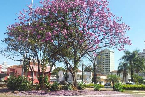 Florada de Ipês deixa a avenida Getúlio Vargas ainda mais encantadora
