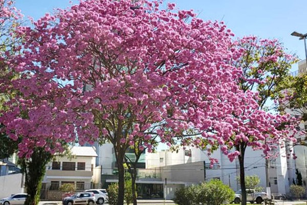 Florada dos Ipês colore ruas, praças e avenidas de Patos de Minas e encanta pela beleza 