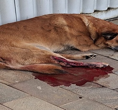 Motorista é indiciado pela polícia por atropelar cachorro e não prestar socorro em Araxá