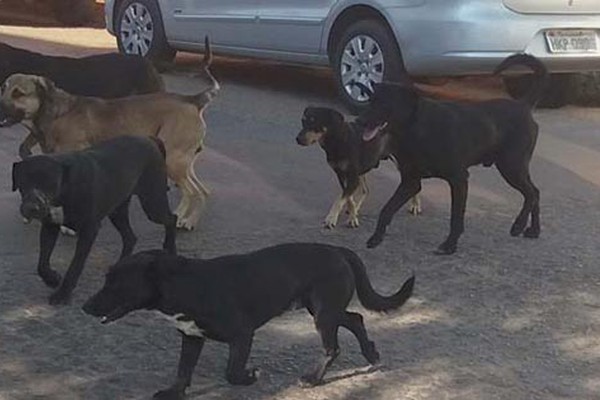 Alunos de Veterinária do Unipam desenvolvem projeto em prol de cães abandonados