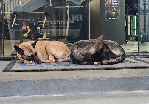 Abril Laranja terá feira de adoção, concurso de vira-latas e ações de conscientização em Patos de Minas