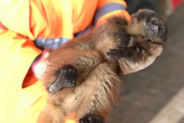Sofrendo com as queimadas, animais silvestres buscam abrigo na área urbana e são resgatados pelos Bombeiros