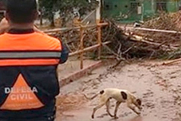 Estado irá receber doações para cães e gatos vítimas da chuva em Minas Gerais